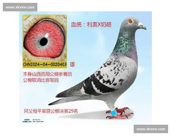 聚焦上海信鸽比赛网全面展示都市赛鸽风采与权威赛事资讯平台盛况